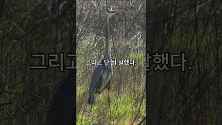 사자의 큰상 #탈무드 #지혜 #이야기 #유머 #무서운이야기 #미스터리 #재미있는이야기 #shorts #사자 #동물