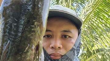 câu có lóc thiên nhiên #1 tân phú đông. Thái Thanh fishing