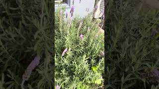 Lavenderlavandula nature naturebeauty flowers plants lavender naturephotography garden