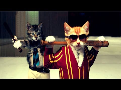 gangster-cats---funny-cats-compilation-!