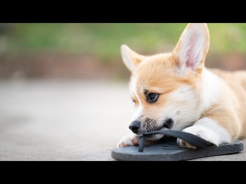 Video: Hvad Skal Jeg Gøre, Hvis Din Hund Slugter Noget, De Ikke Burde Have