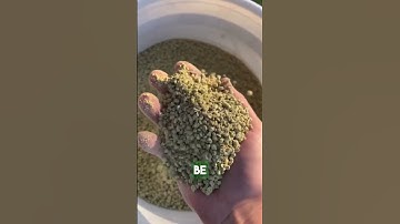 What’s the best chicken feed for your laying hens? Here I compare 3 feeds and the quality difference