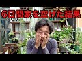 6日間植物に興味のない妻に植物の管理を頼んだんだが。。。　　【園芸超人カーメン君】