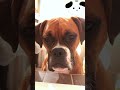 NO privacy😅😅 #funnyanimals #dogsvideo #dogs #dogsoftiktok #doglove