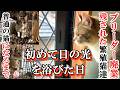 【保護　ブリーダー廃業】繁殖場でボロボロになるまで産まされた母猫達　初めて日の光を感じた日　ダイジェスト
