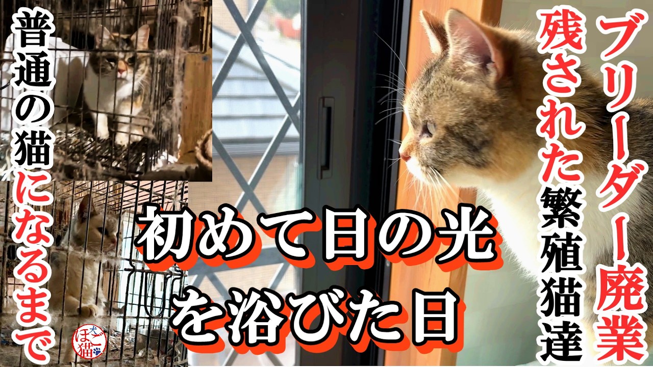 【保護　ブリーダー廃業】繁殖場でボロボロになるまで産まされた母猫達　初めて日の光を感じた日　ダイジェスト