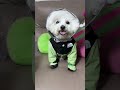Keep Your Pup Dry! Best Raincoat for Rainy Days 🐶☔ #pet #dog