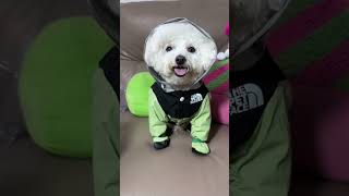 Keep Your Pup Dry! Best Raincoat for Rainy Days 🐶☔ #pet #dog