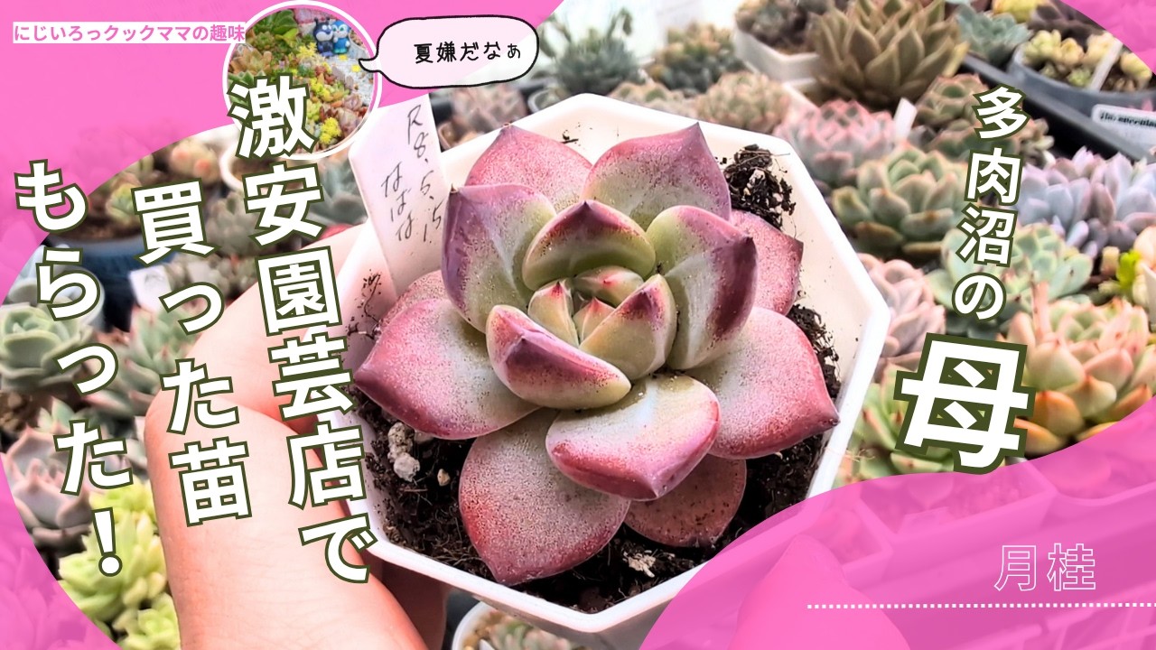 その他多肉植物 nabe Succulents] My mom got me so many new plants I've never heard of