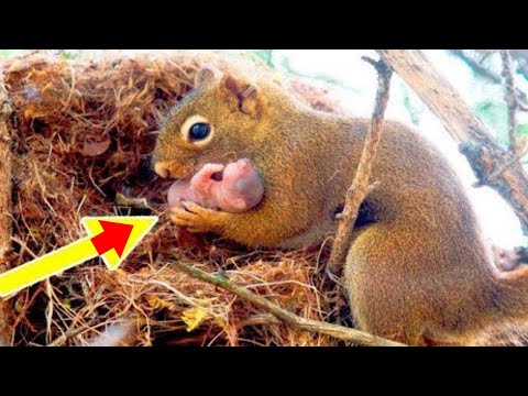 تصویری: چرا سنجاب خواب می بیند