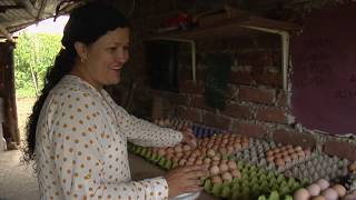 Gallinas en pastoreo huevos DECAX