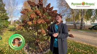 видео: Обрезка гортензий осенью. картинка: Обрезка гортензий осенью.