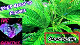 Seed to Harvest - Grasoline