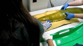Moray Eel Exam