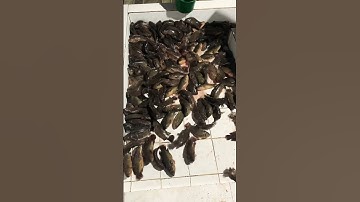 Cá rô. Ruốc Cá Ninh Bình #shorts