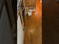 玉子焼きください警察だ　#シーズー #dog #shihtzu #今日のわんこ #犬 #pets