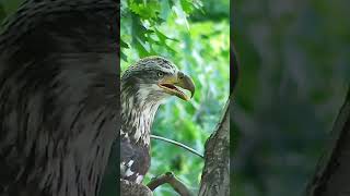 Sub-adult visits Pittsburgh Hays Bald Eagle Nest #eagle #eagles #eaglenest #eaglecam #livestream