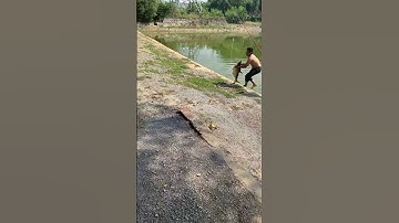 Giant Catfish Fishing 472 #fish