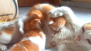 Hungry Kittens' Determination: A Heartwarming Scene with Street Cat Family | street cat diaries