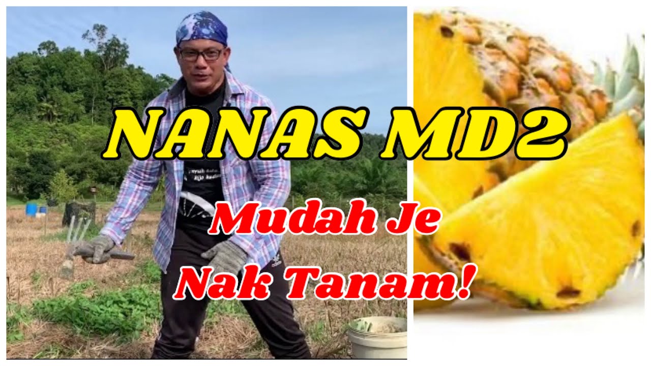 Cara Tanam Nanas MD2 Paling Senang Berbuah; Tak Ada Kebun Pun Boleh