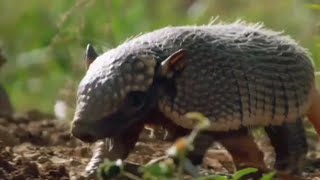 Download lagu DJ Baby | Armadillos |