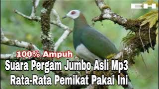 Suara Pergam Jumbo Rekaman Asli Di jamin Terpesona #suaraburung #pikat  #pergam