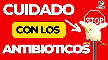 ¿Qué pollo no tiene antibióticos?