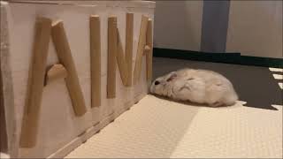 トンネル＆ハムちゃん