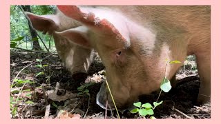 Are your pigs unused free labor on your farm?