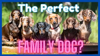 7 Reasons Why The Dachshund is the Perfect Family Dog ( & 3 Reasons They May Not Be)