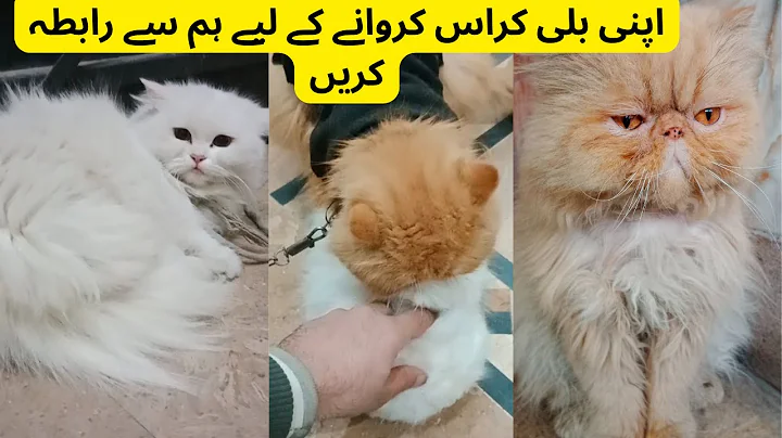 Video 10208101: persian cat mating, persian cats catlover, persian catlover pets, persian cat sound