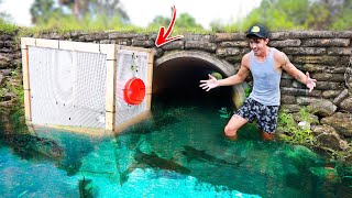 We Built the WORLDS LARGEST Freshwater Fish Trap!!! (INSANE)