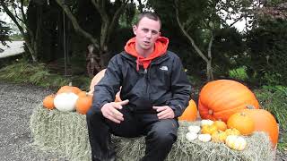 Pumpkins  Different Types