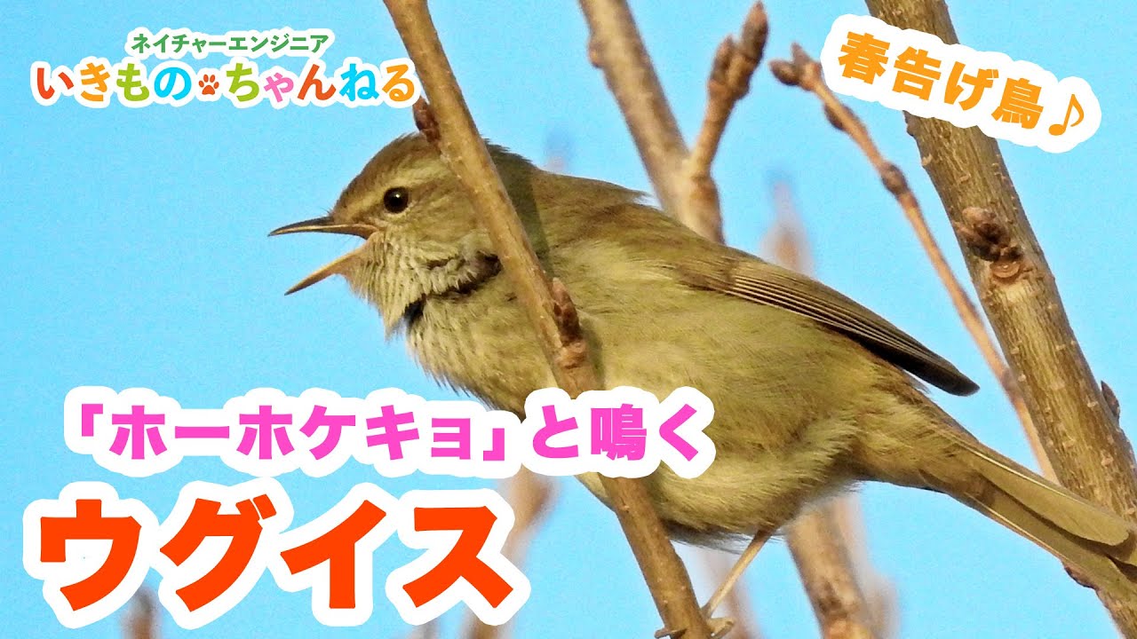ウグイス 鳴き声はホーホケキョ 初春のぐぜりも紹介 Youtube ウグイス 鳴き声はホーホケキョ 初春のぐぜりも紹介 Youtube