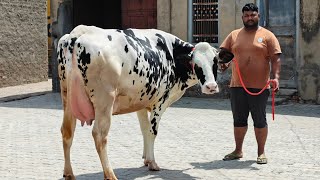 3 Cows for sale, 3 ਗਾਵਾਂ ਵਿਕਾਊ 