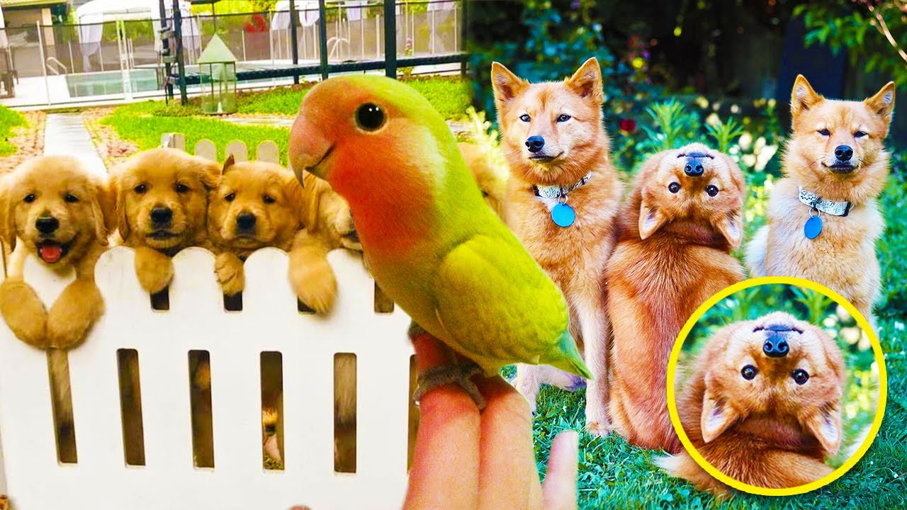 These Are The Cutest Pets You Will Ever See.. 🐱🐱 YouTube