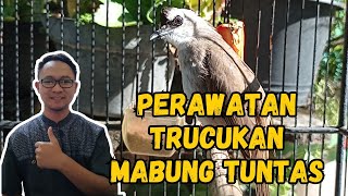 PERAWATAN BURUNG TRUCUKAN YANG SEDANG MABUNG AGAR CEPAT TUNTAS❗💯