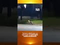 Temor por un zorro suelto en Moreno