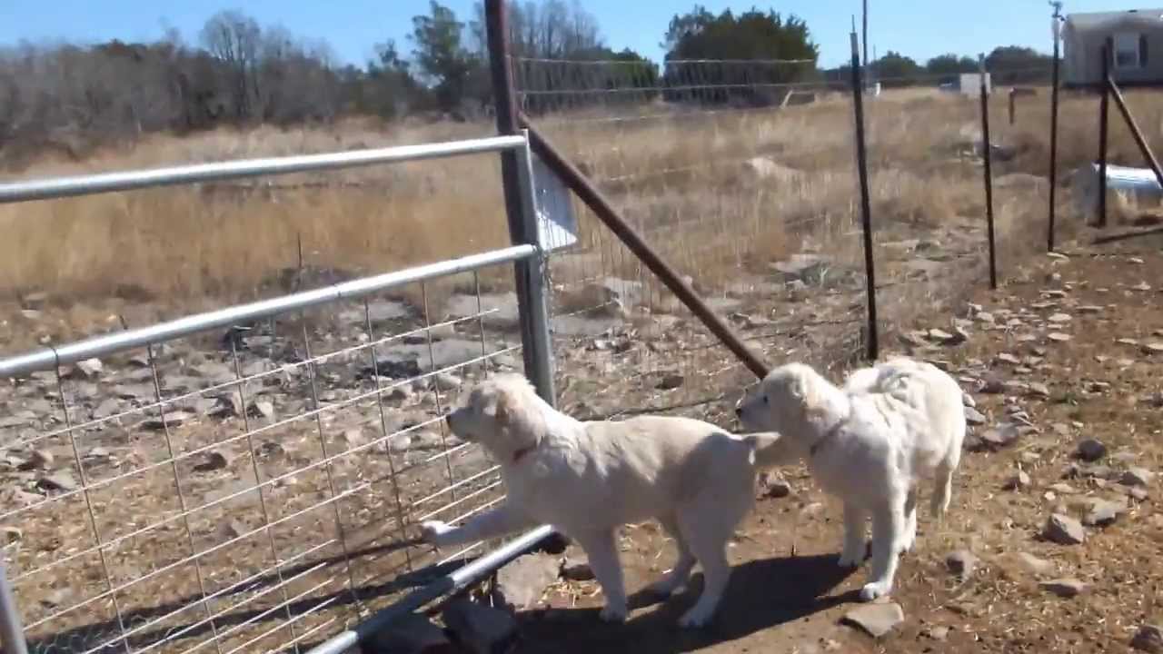 homesteading in oregon Great Pyrenees Puppies