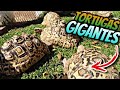 Visite Una Granja De Tortugas Gigantes Parte 3