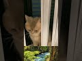 kucingnya lagi ngumpet😂#catshorts #ytshorts #catlovers #fyp