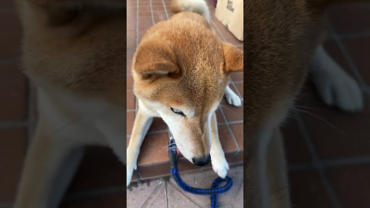 Pontakun 321 がライブ配信中！