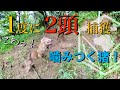 【猪罠猟】生け捕り猪W捕獲　やっかいな事に！？