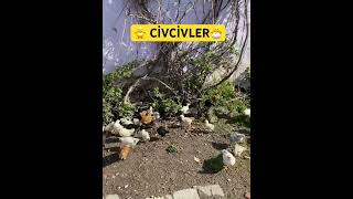 #keşfet #2026 #tavuk #horoz