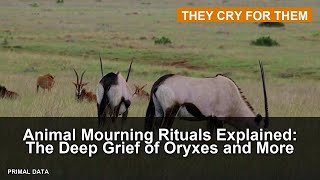 Animal Mourning Rituals Explained: The Deep Grief of Oryxes and More