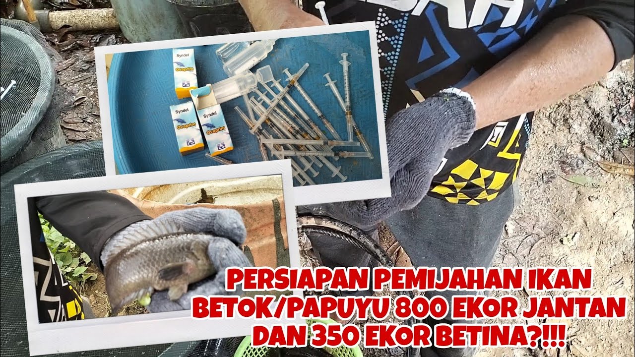 PEMIJAHAN IKAN BETOK/PAPUYU BERSKALA BESAR 800 EKOR JANGAN 350 EKOR BETINA, PERSIAPAN 3 CARA INI!!!