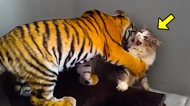 Watch the video about Mother Cat Adopts a Tiger Cub. A Few Years Later, The Tiger Does Something No One Expected!