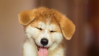 Training Tips for an Akita: Preventing Destructive Behavior
