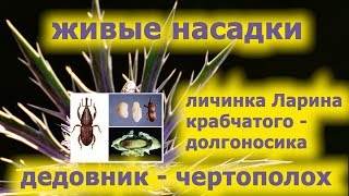 дедовник - живая насадка