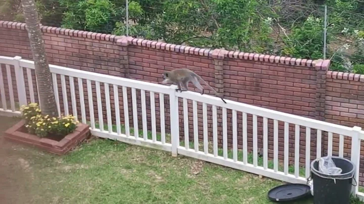 Monkey Walk In Resort Garden | Moazzam Hussain Vil...